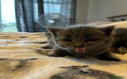 Burmese cats for sale: Beautiful blue kittens  - Image 7