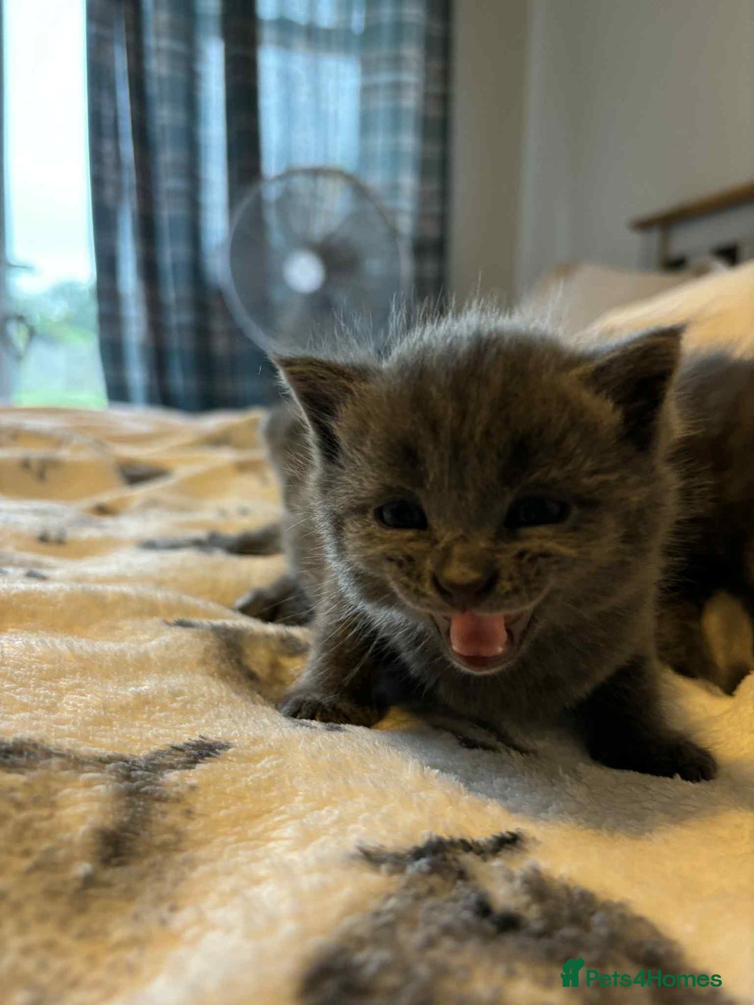 Burmese cats for sale: Beautiful blue kittens  - Image 7