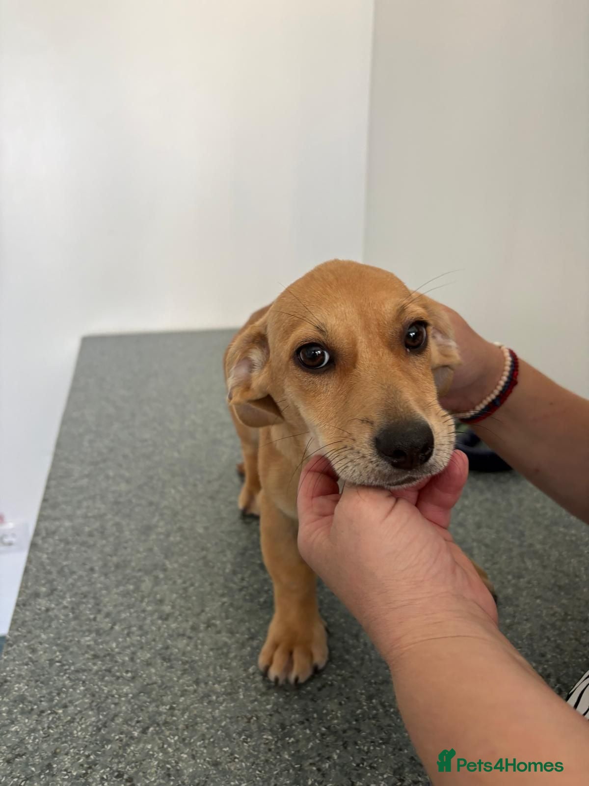 Mixed Breed dogs 🌷🐾 JULIA — A LITTLE GIRL FOR A LOVING HOME 🐾🌷 - Advert 2