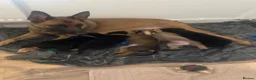 Mixed Breed dogs for sale: Beautiful Belgium Malinois cross puppy’s for sale  - Advert 32