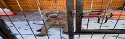 Great Dane dogs for sale: Gorgeous blue KC Great Danes.Ready now! - Advert 12