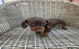 Miniature Dachshund dogs for sale: Miniature Dachshund Girls - Image 7