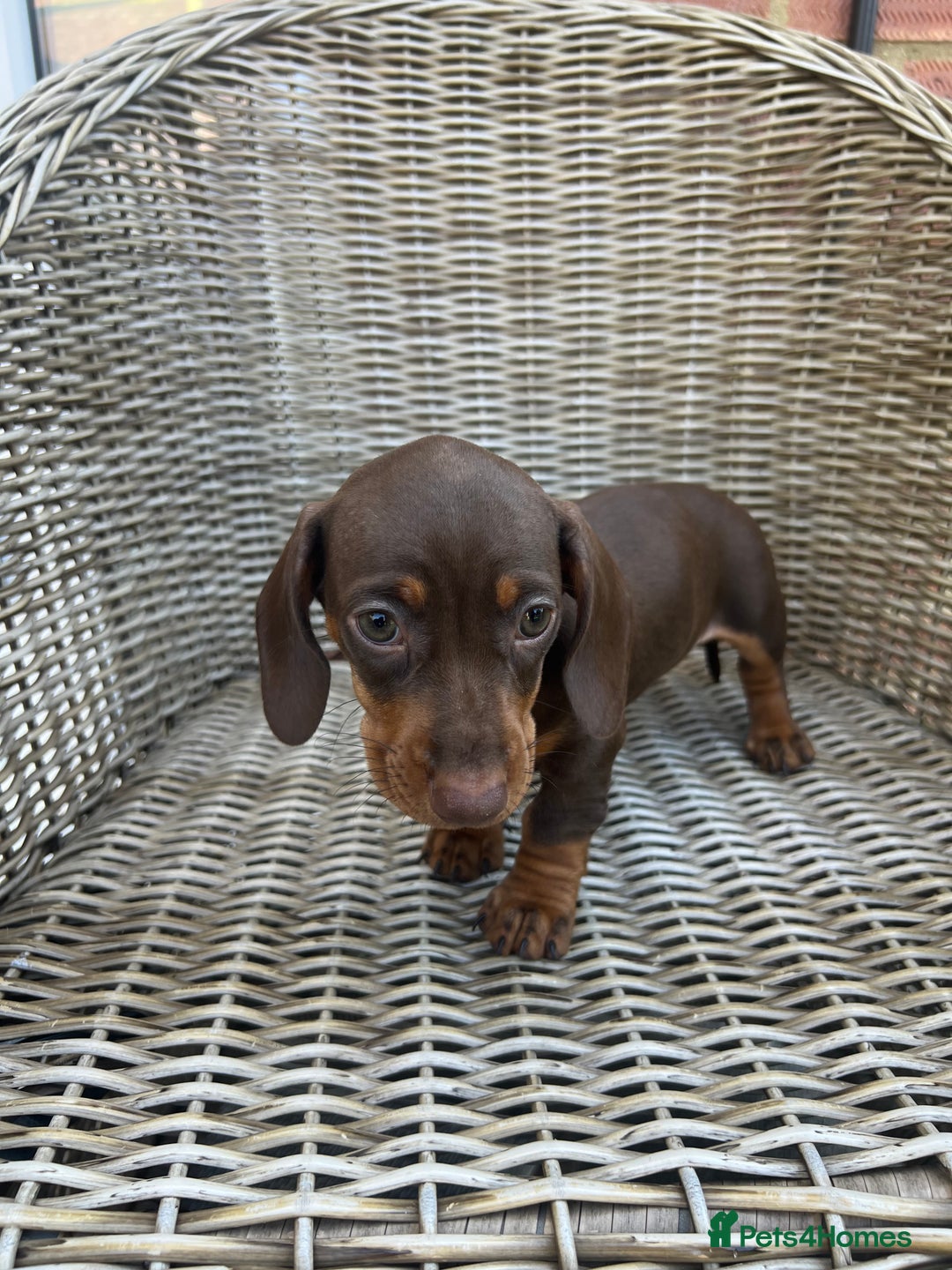 Miniature Dachshund dogs for sale: Miniature Dachshund Girls - Image 7