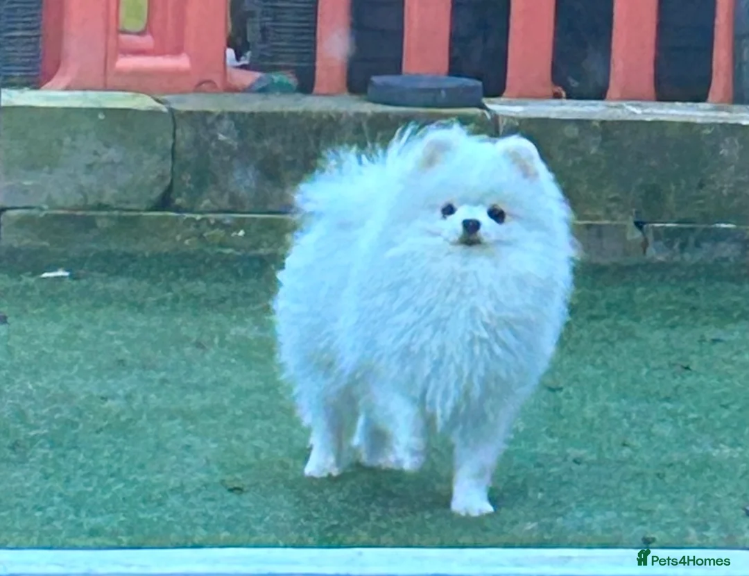 Pomeranian dogs for stud: Olaf white Pomeranian stud in Liverpool - Advert 3