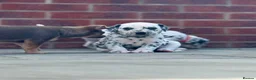 Dalmatian dogs for sale: Mr black - gorgeous black boy …..  - Advert 11