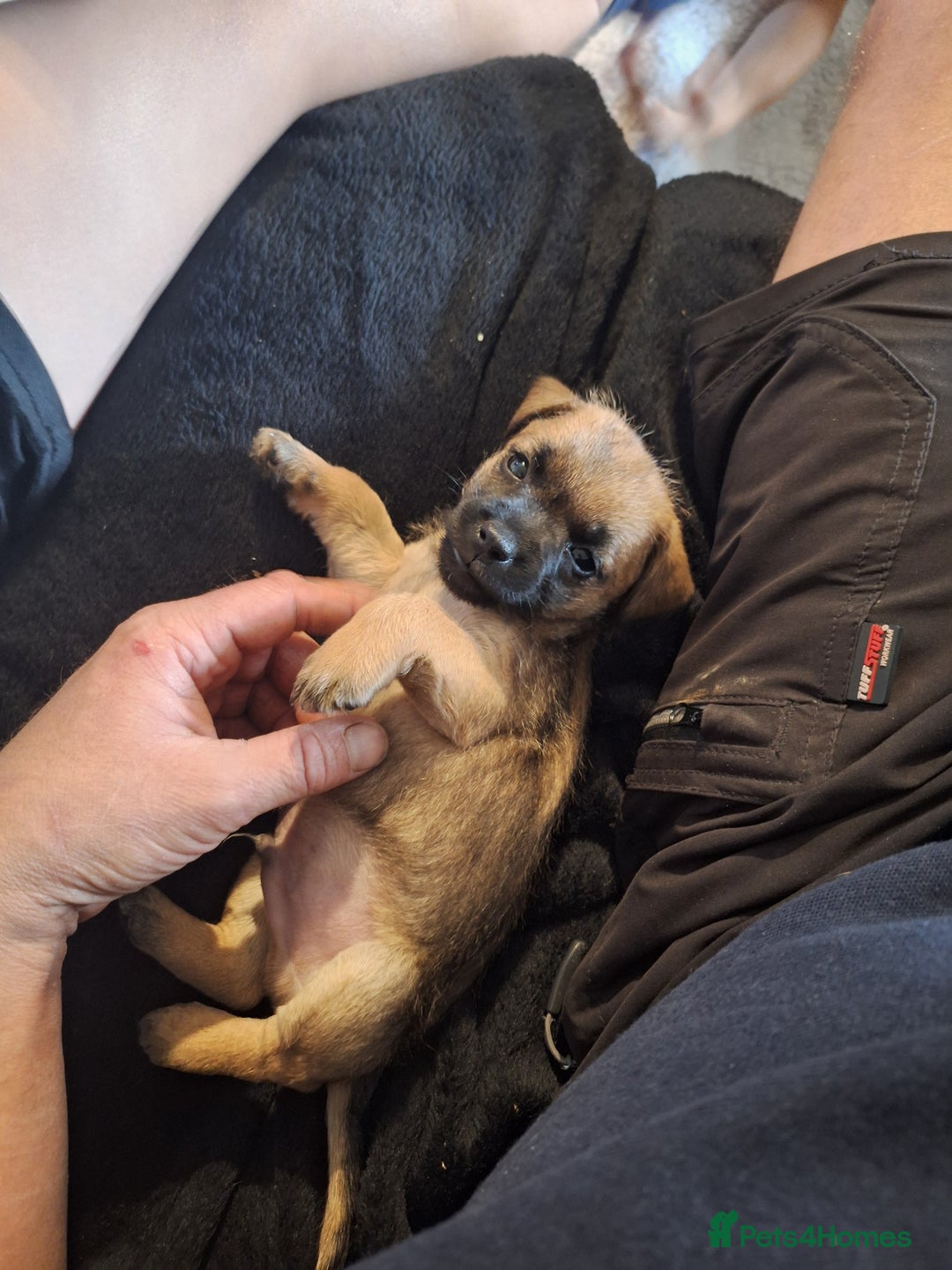 Mixed Breed dogs for sale: Norfolk x border terrier puppys - Image 7