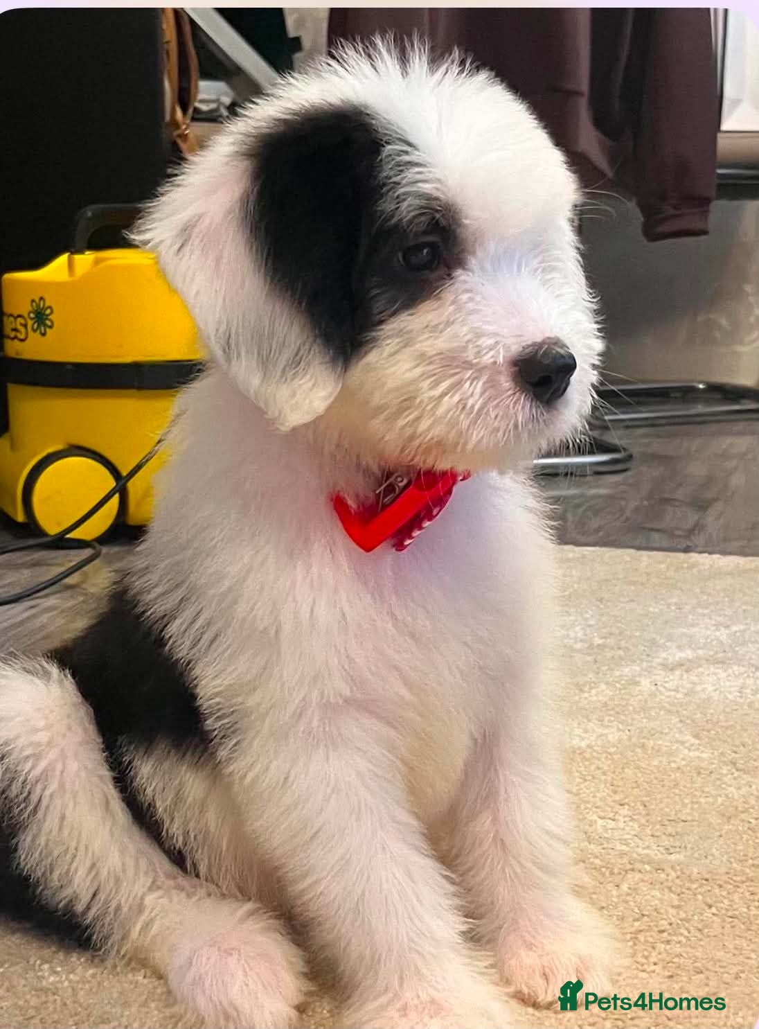 Saint Bernard dogs St Bernard x old English puppies  - Advert 4