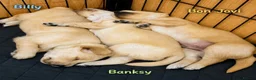 Golden Retriever dogs for sale: KC Registered Golden Retriever Puppies Parents HC - Advert 8
