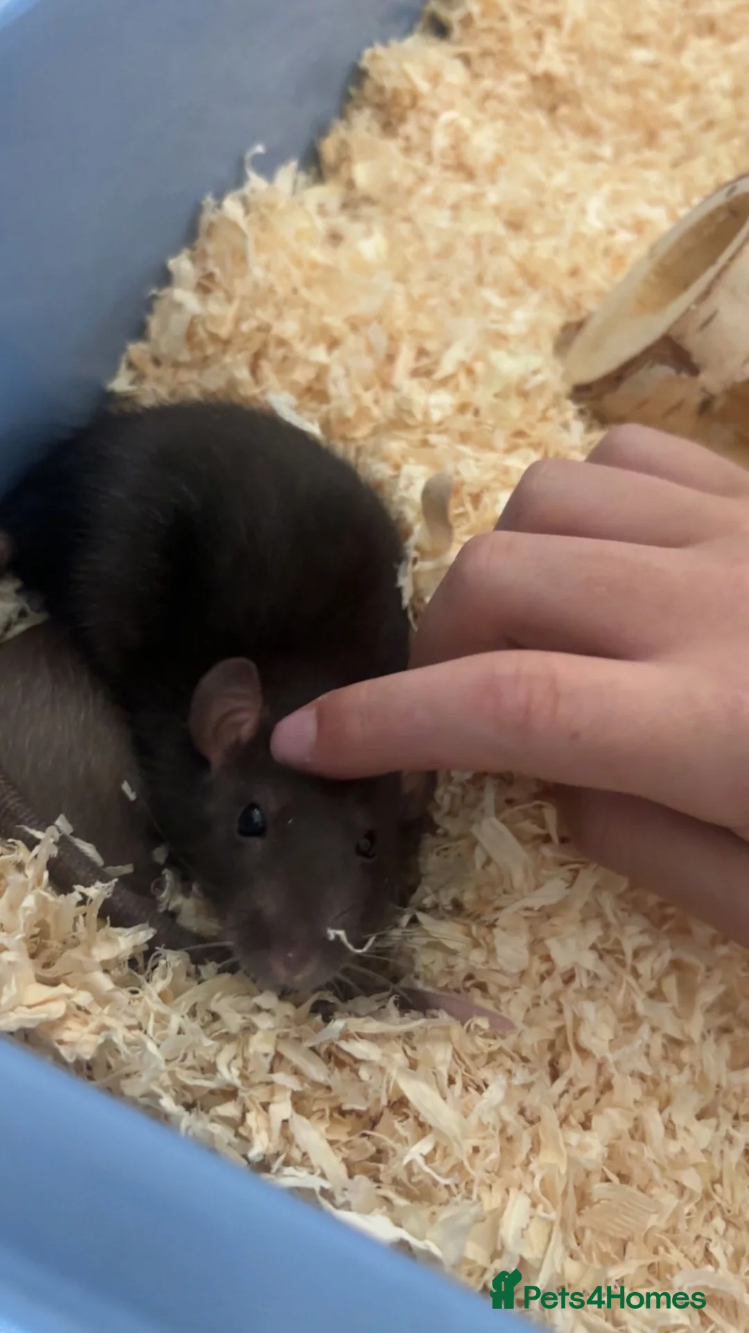 Rat rodents for sale: Rats  in Stoke-on-Trent - Advert 2