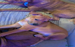 Mixed Breed dogs for sale: Last Puppy From Litter Mastiff/Malinois Mix - Advert 3