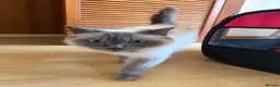Ragdoll cats for sale: Mixed Siamese/Ragdoll kittens for sale in Harrow - Advert 7
