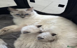 Ragdoll cats for sale: Ragdoll - Image 15