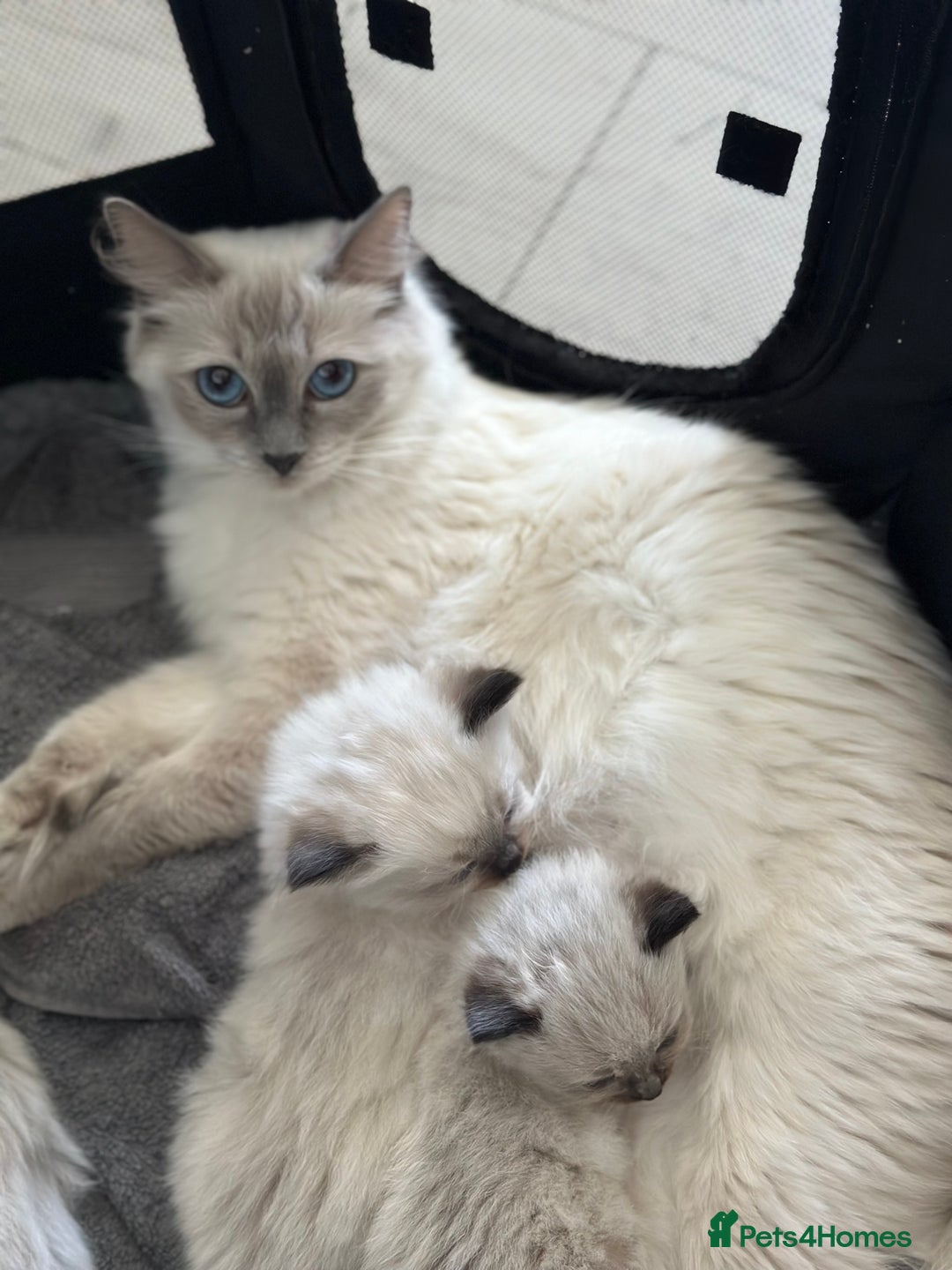 Ragdoll cats for sale: Ragdoll - Image 15