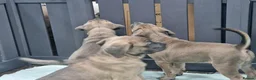 Cane Corso dogs for sale: Excellent Bloodline Cane Corso Puppies for Sale - Advert 11