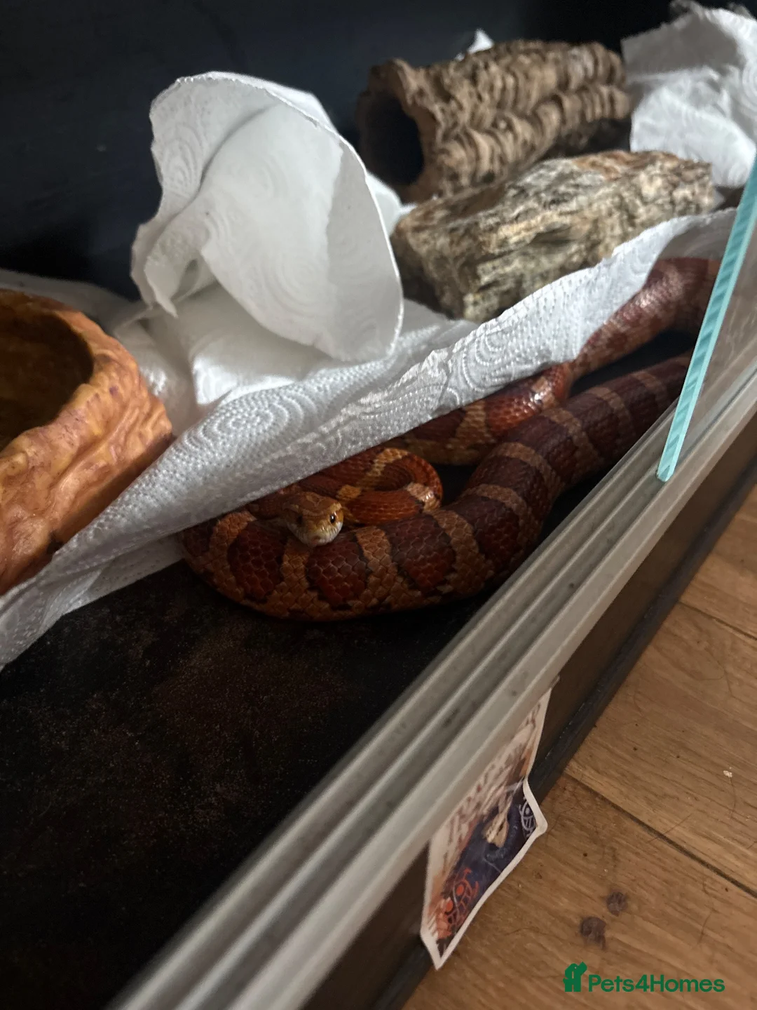 Corn Snake reptiles for sale: Snake in Haverfordwest - Advert 2