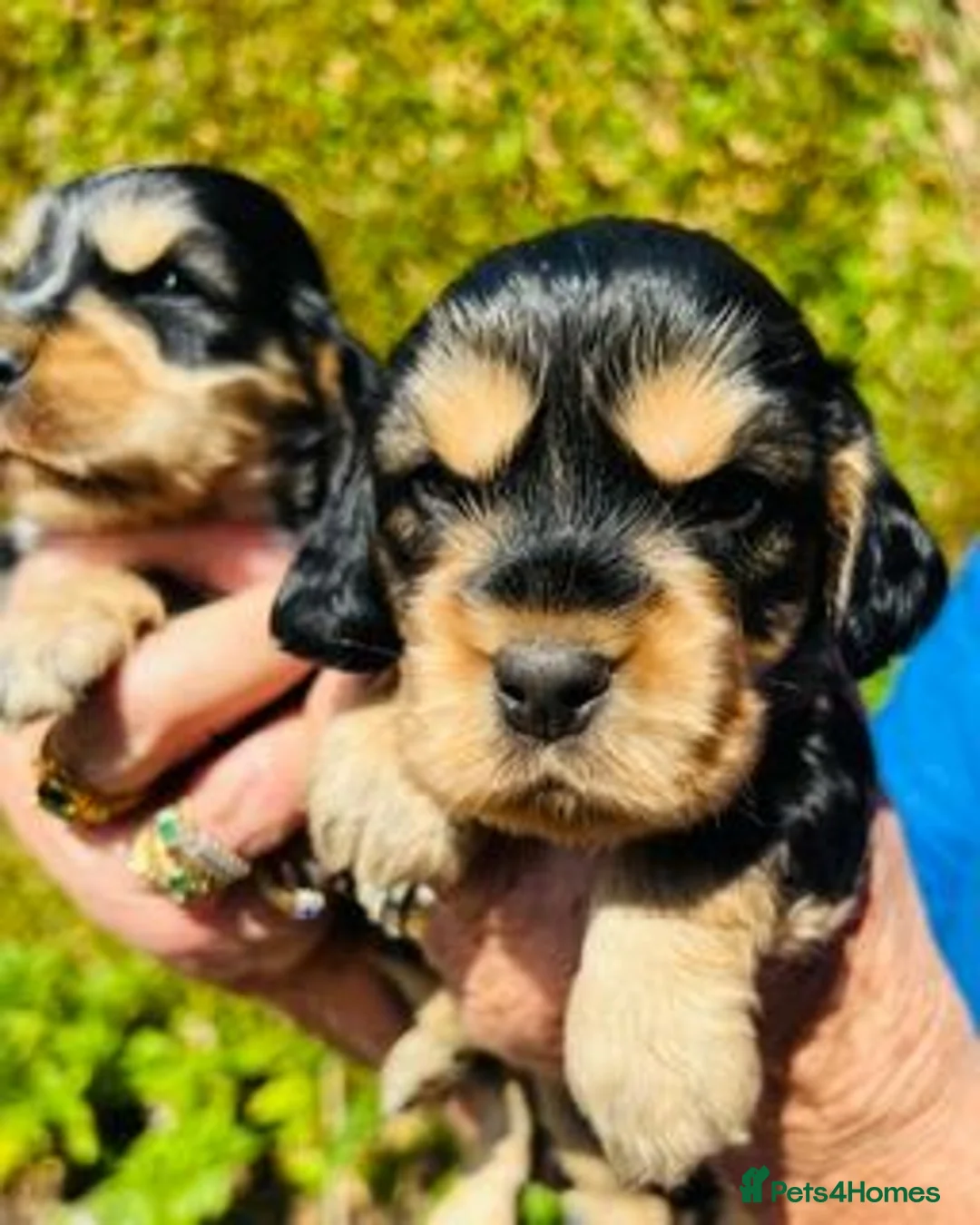 Cocker Spaniel dogs for sale: lyncham cocker spaniels - Advert 2