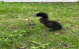 Ducks poultry for sale: Unsexed Cayuga duck  - Image 2