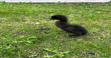 Ducks poultry - Advert 2