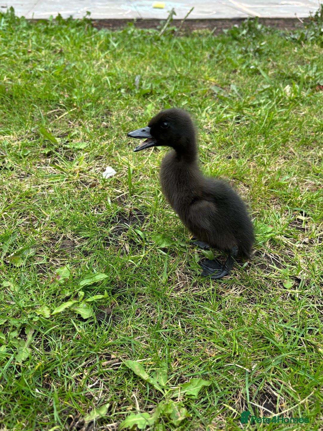 Ducks poultry for sale: Unsexed Cayuga duck  - Image 2