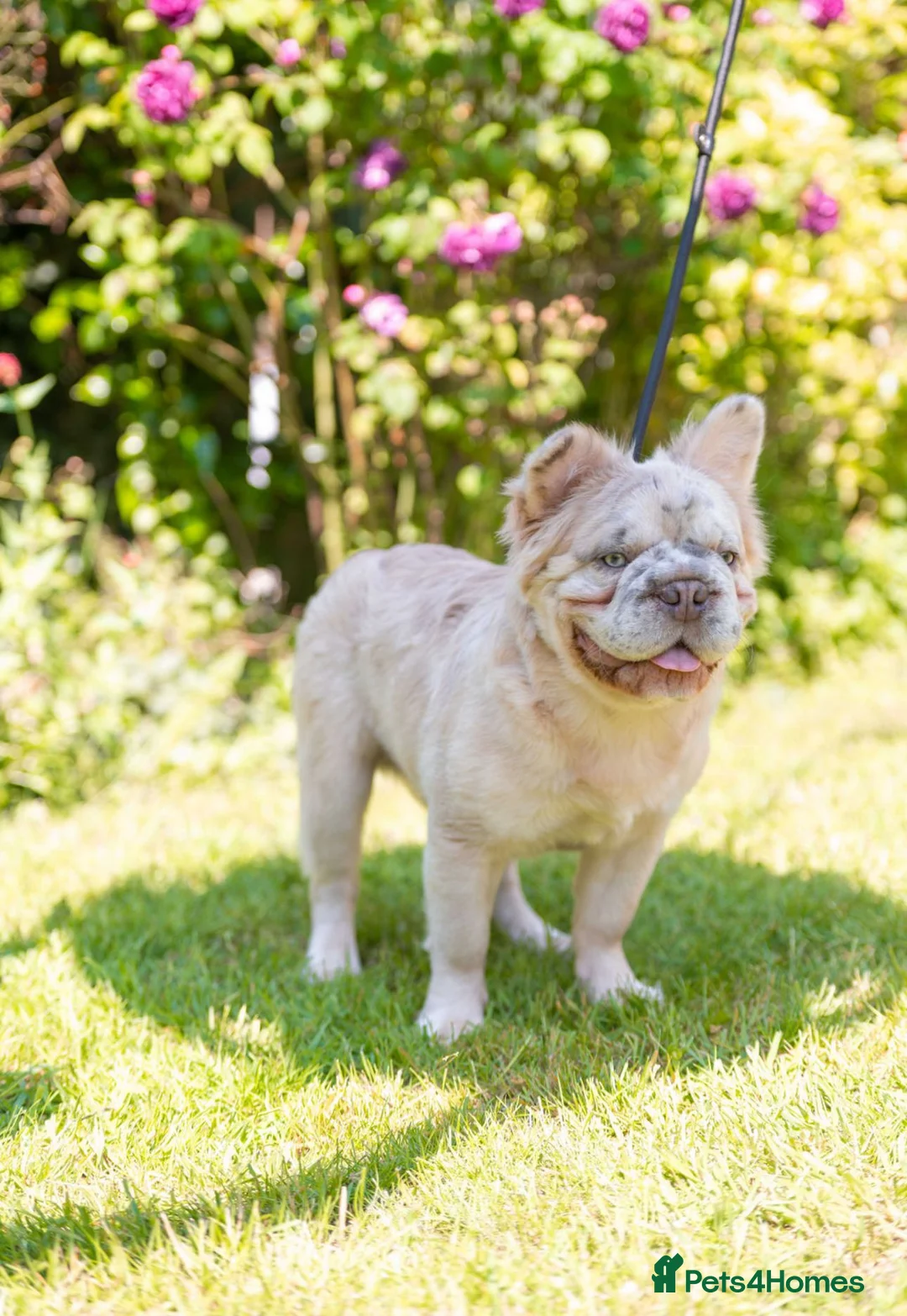 French Bulldog dogs for stud: Beautiful French bulldog studs - Advert 2