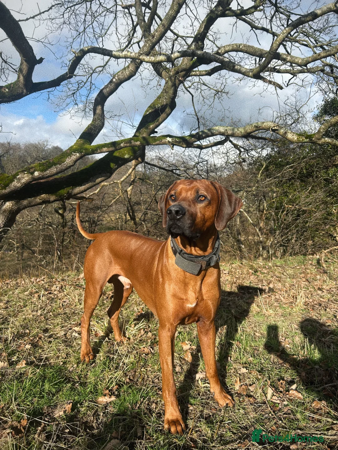 Rhodesian Ridgeback dogs for stud: Health Tested & KC registered Stud - Advert 1