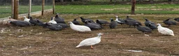Mixed Breed poultry for sale: Guineafowl & Peafowl for sale  - Advert 5