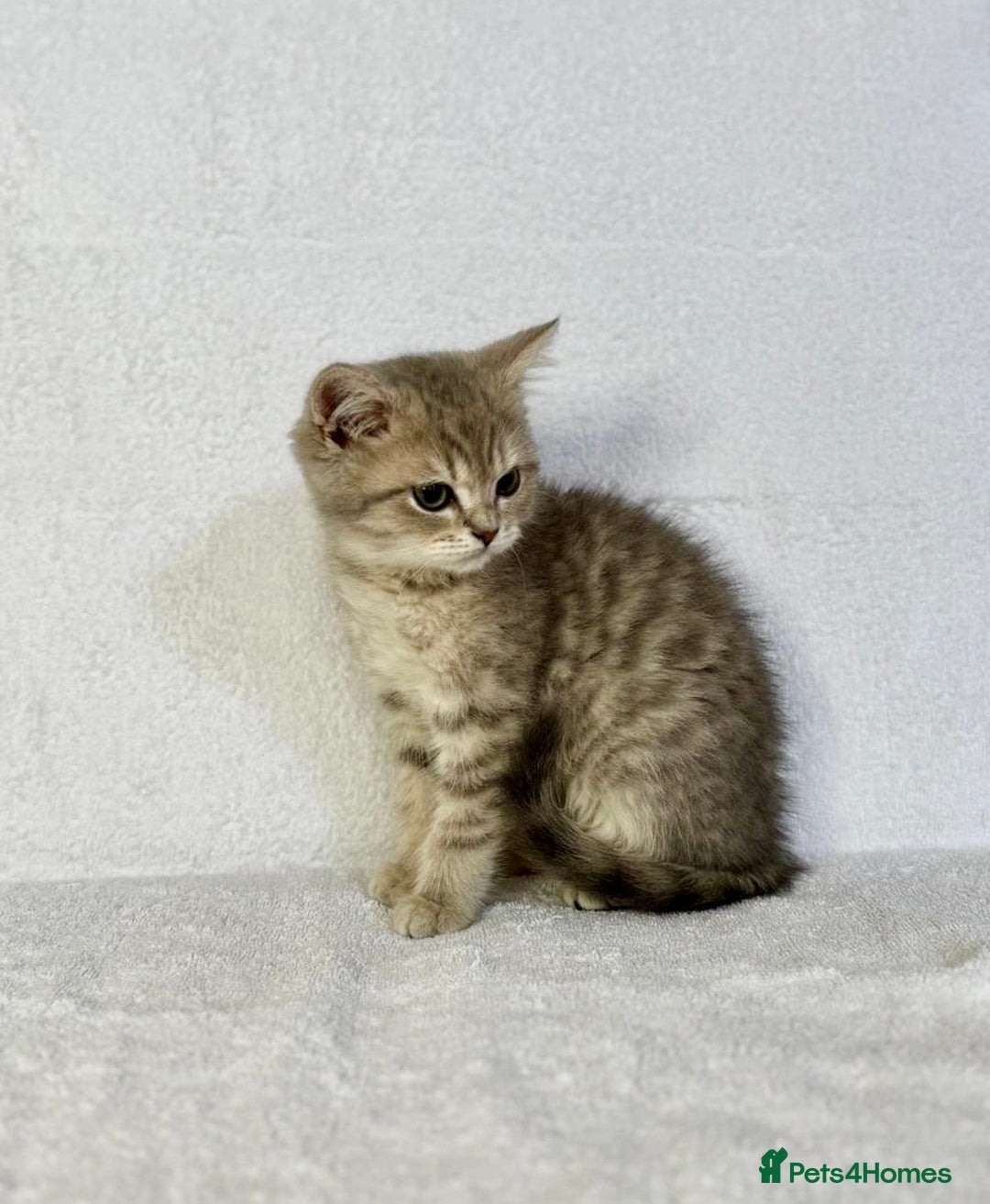 British Shorthair cats for sale: 🐾 Purebred BSH kittens🐾 - Image 13