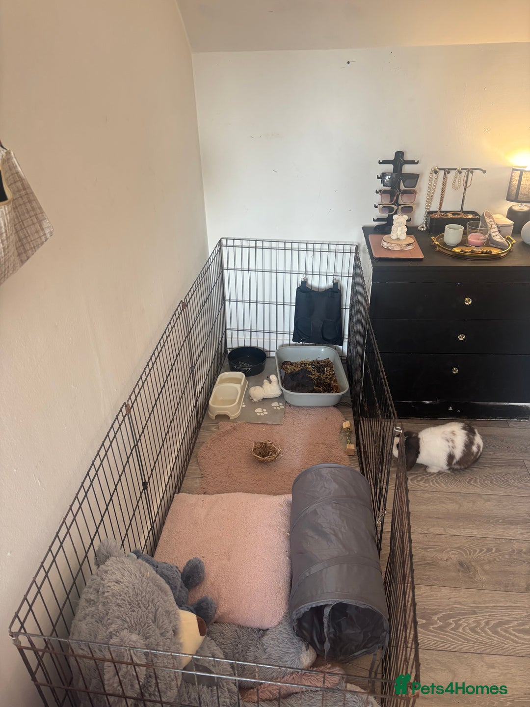 Mini Lop rabbits for sale: Beautiful Blue eyed Mini Lop for sale ( Male) in Glasgow - Image 6