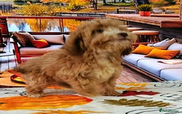 Cockapoo dogs for sale: EXTENSIVELY HEALTH TESTED PARENTS F1 COCKAPOOS - Image 6