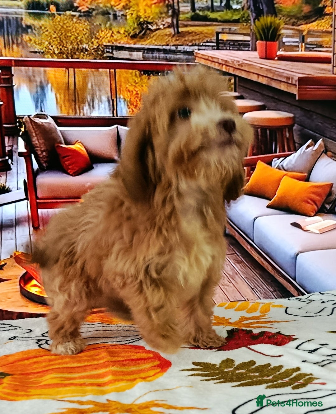 Cockapoo dogs for sale: EXTENSIVELY HEALTH TESTED PARENTS F1 COCKAPOOS - Image 6