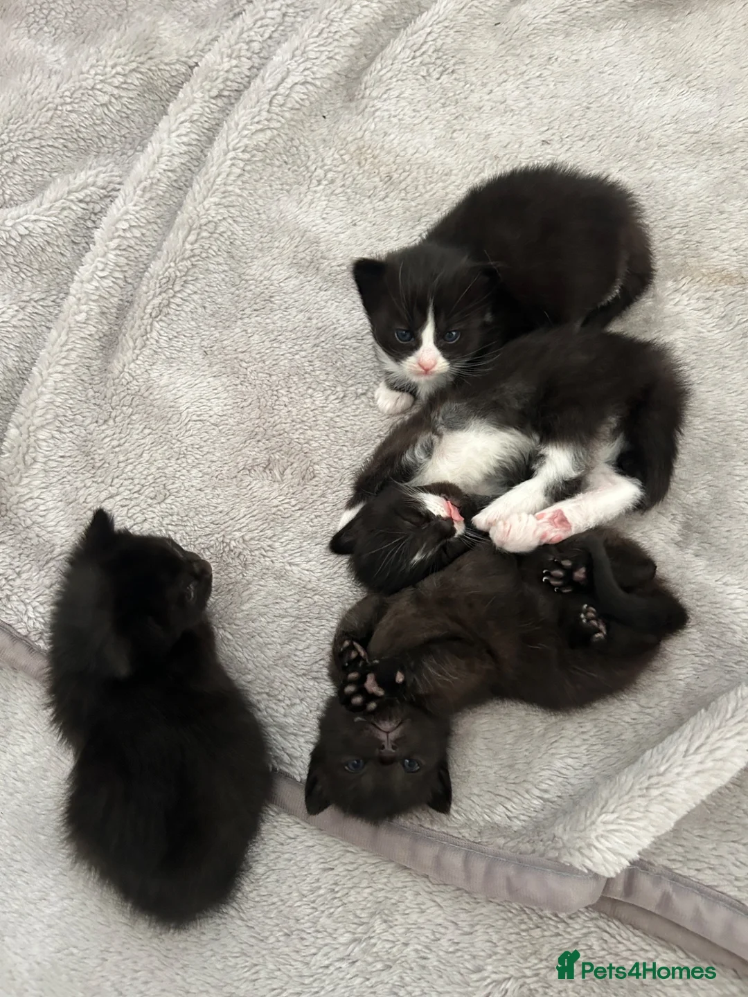 Mixed Breed cats for sale: 4 Playful Kittens Looking for a Loving Home🐾 - Advert 7