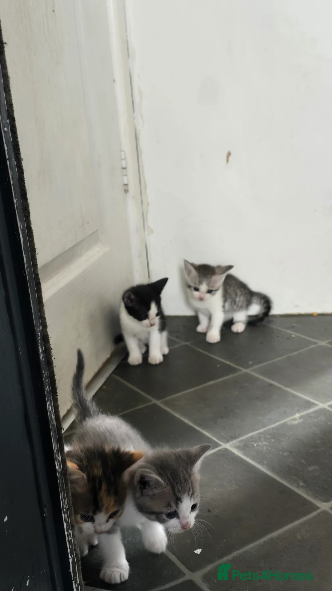 Mixed Breed cats for sale: Kitten - Advert 2