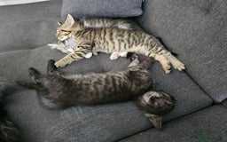 Persian cats for sale: Tabby female with full set up ready to go. - Image 7