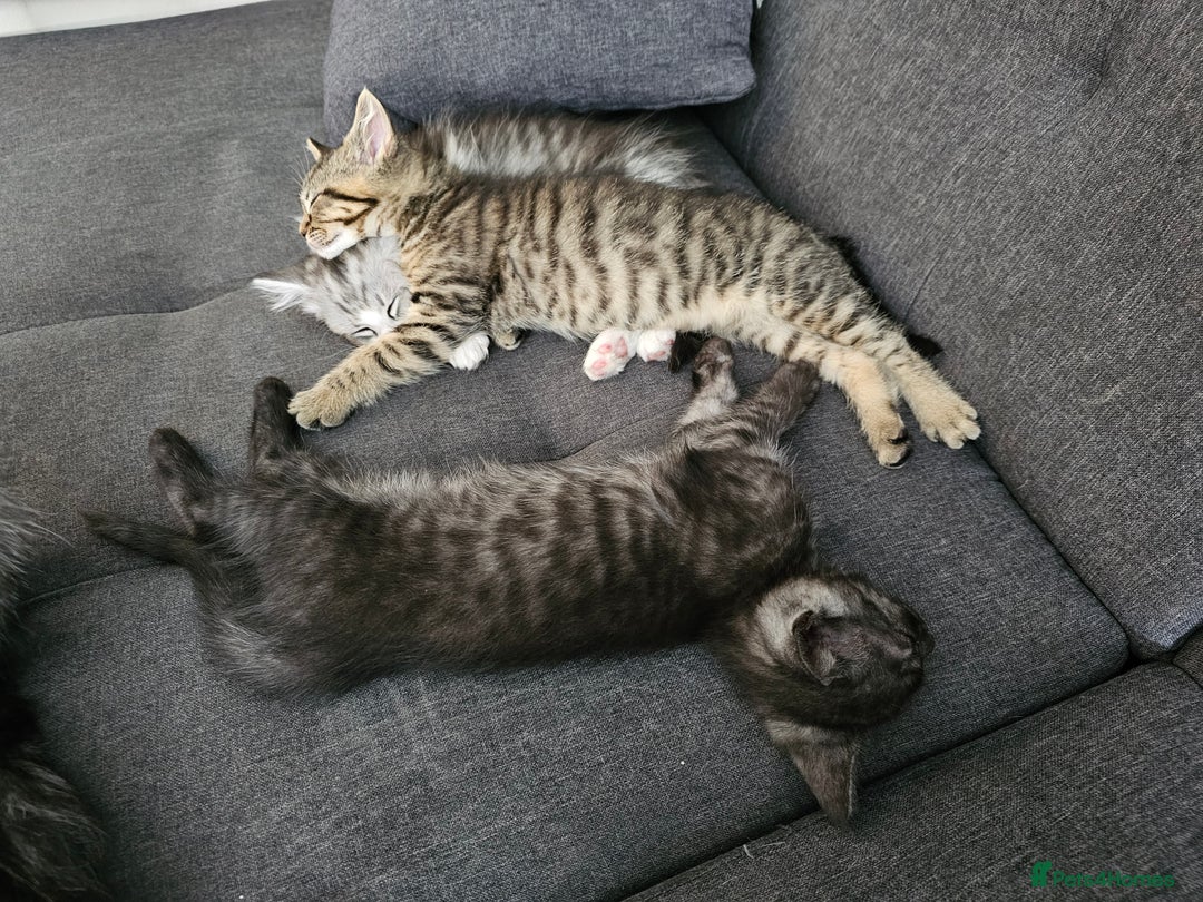 Persian cats for sale: Tabby female with full set up ready to go. - Image 7