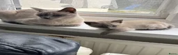 Siamese cats for sale: Blue/ lilac point siamese kittens  - Advert 2