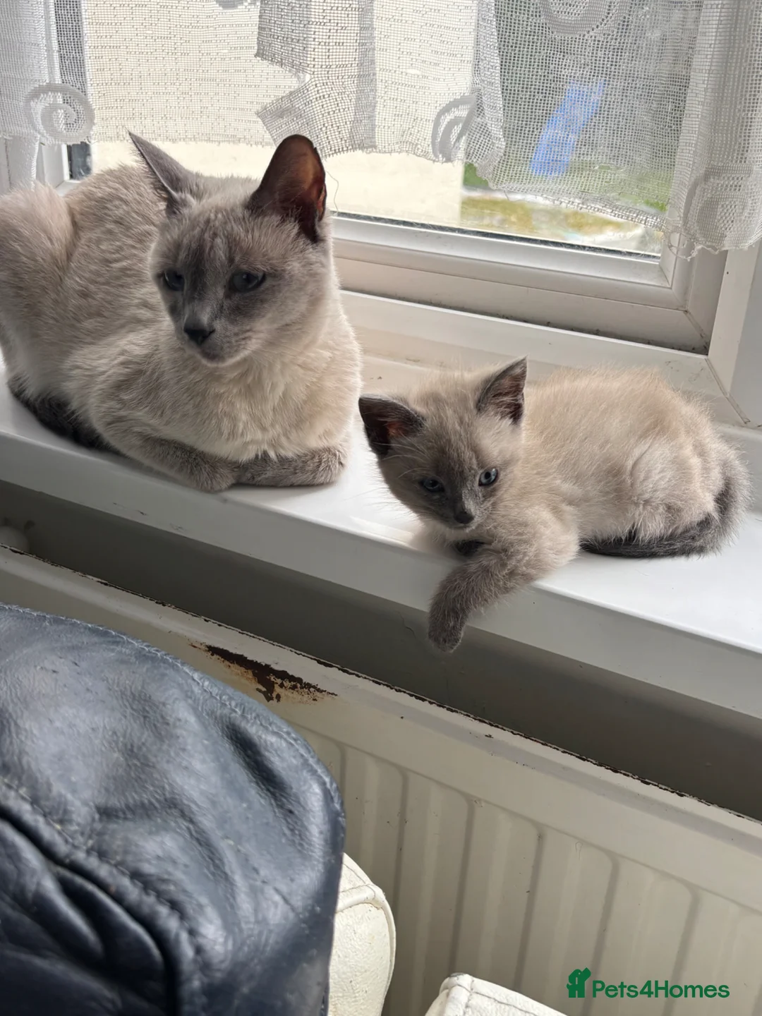 Siamese cats for sale: Blue/ lilac point siamese kittens  - Advert 2