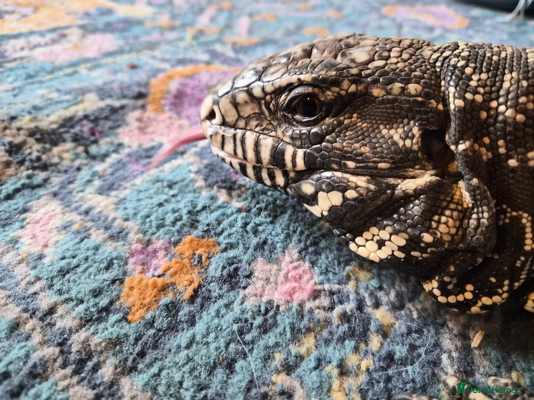 Lizard reptiles for sale: Argentine Black & White Tegu - Advert 3