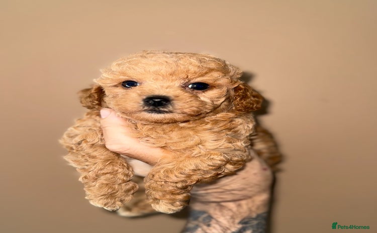 Toy Poodle dogs - Advert 5