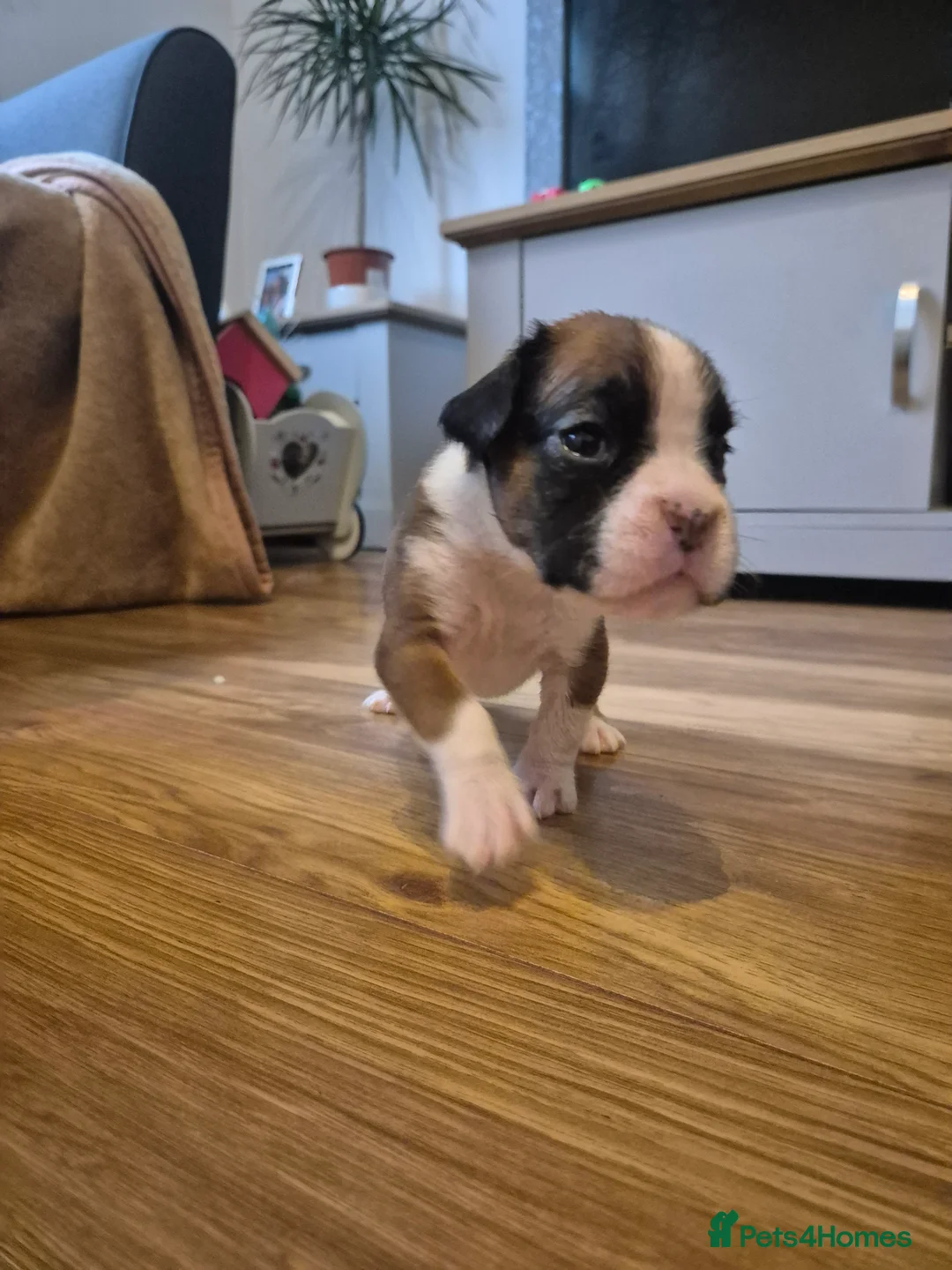 Boxer dogs for sale: STUNNING KC BOXER PUPPIES WITH CHAMPION BLOODLINES - Advert 3