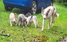 Border Collie dogs for sale: Border Collie Puppies - Image 3
