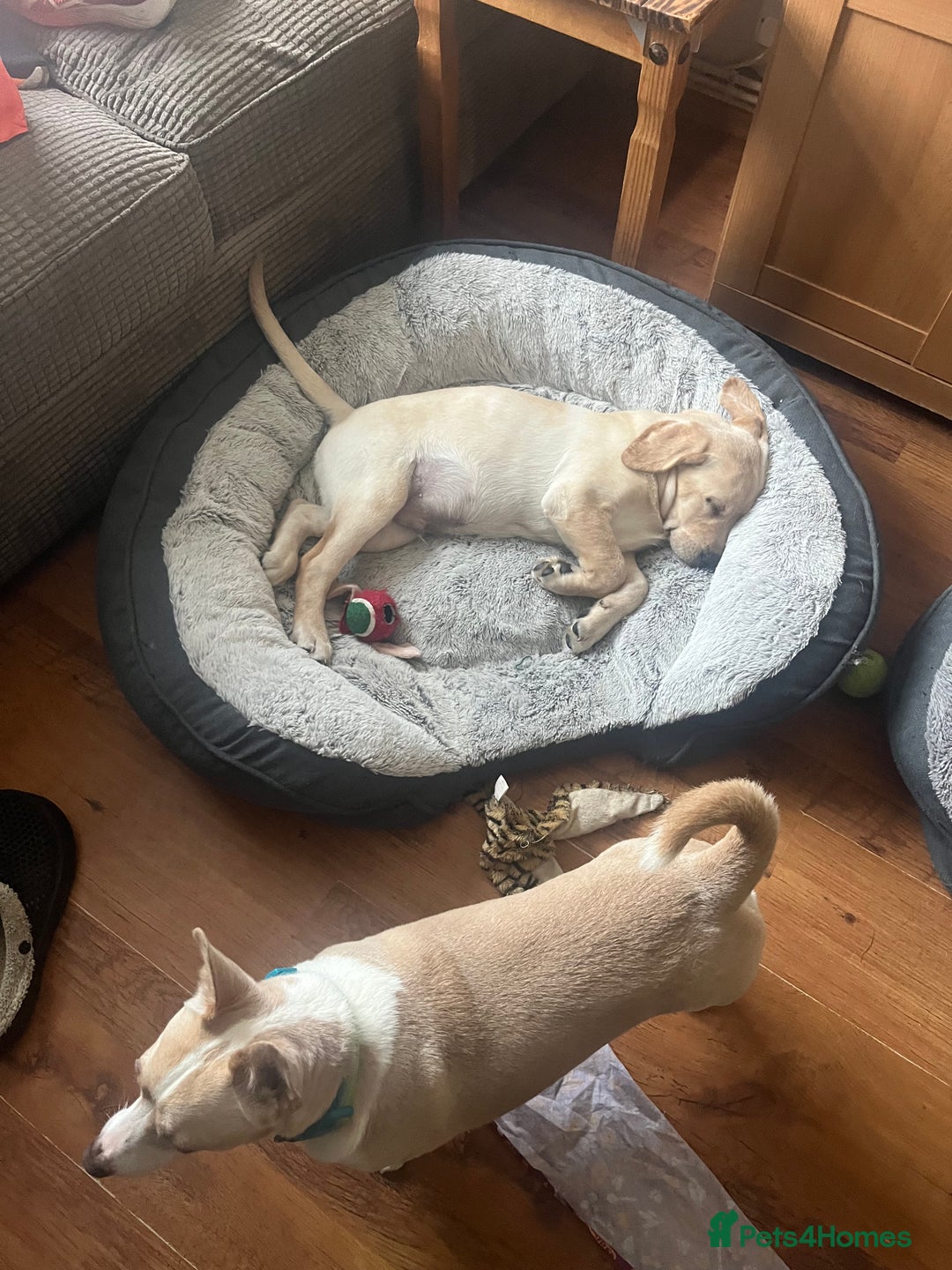 Labrador Retriever dogs for sale: Gorgeous, chunky pedigree Labrador puppy - Advert 12