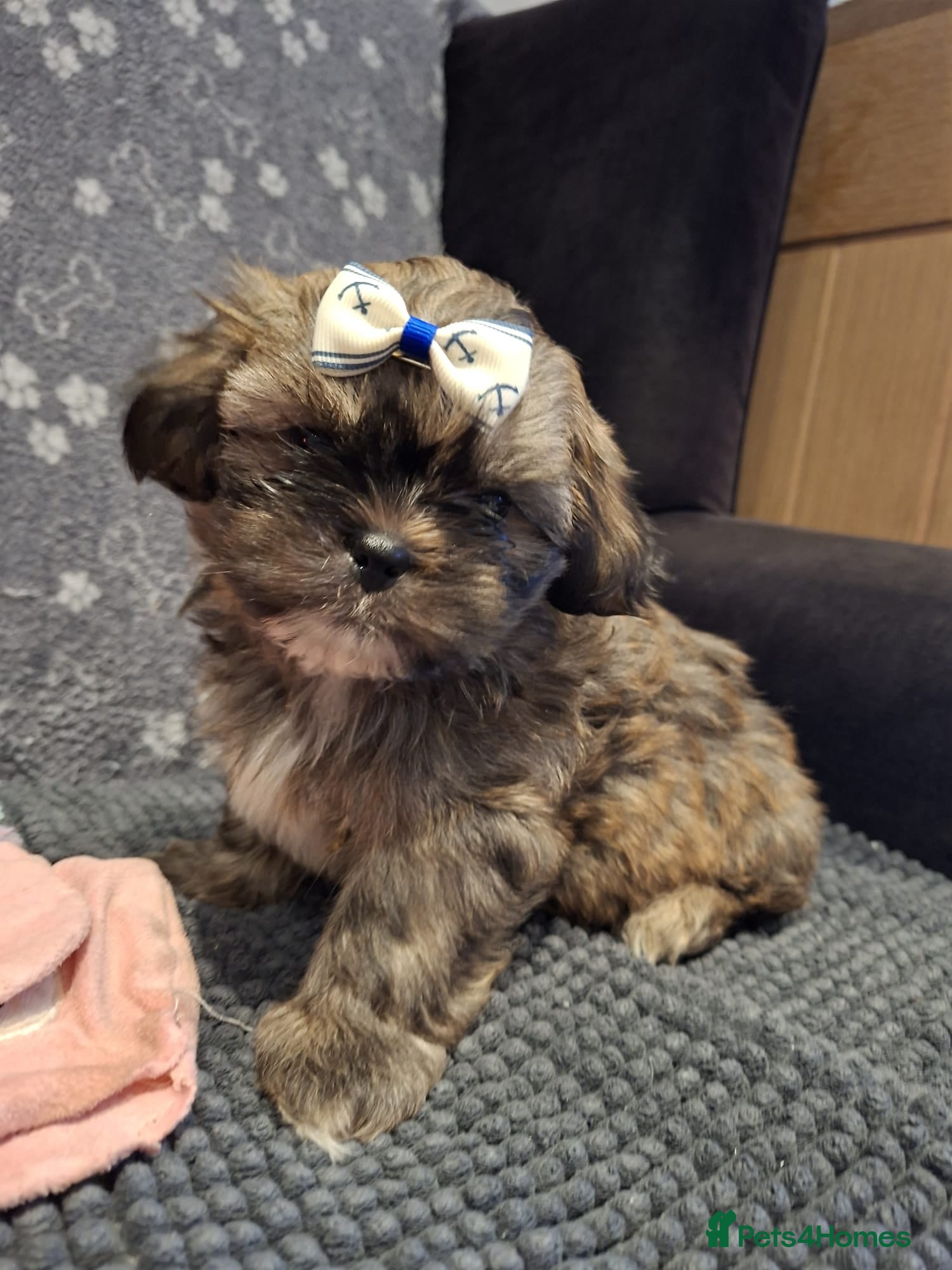 Shih Tzu dogs 2 x Shih Tzu puppies ready now - Advert 6