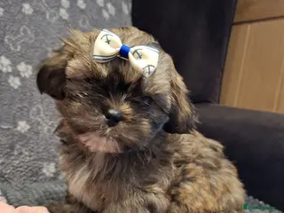 Shih Tzu dogs 2 x Shih Tzu puppies ready now - Advert 6