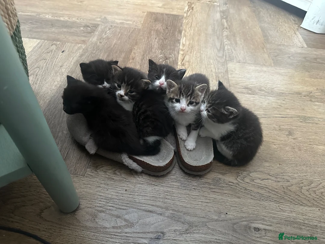 British Shorthair cats for sale: British shorthair x  - Advert 2