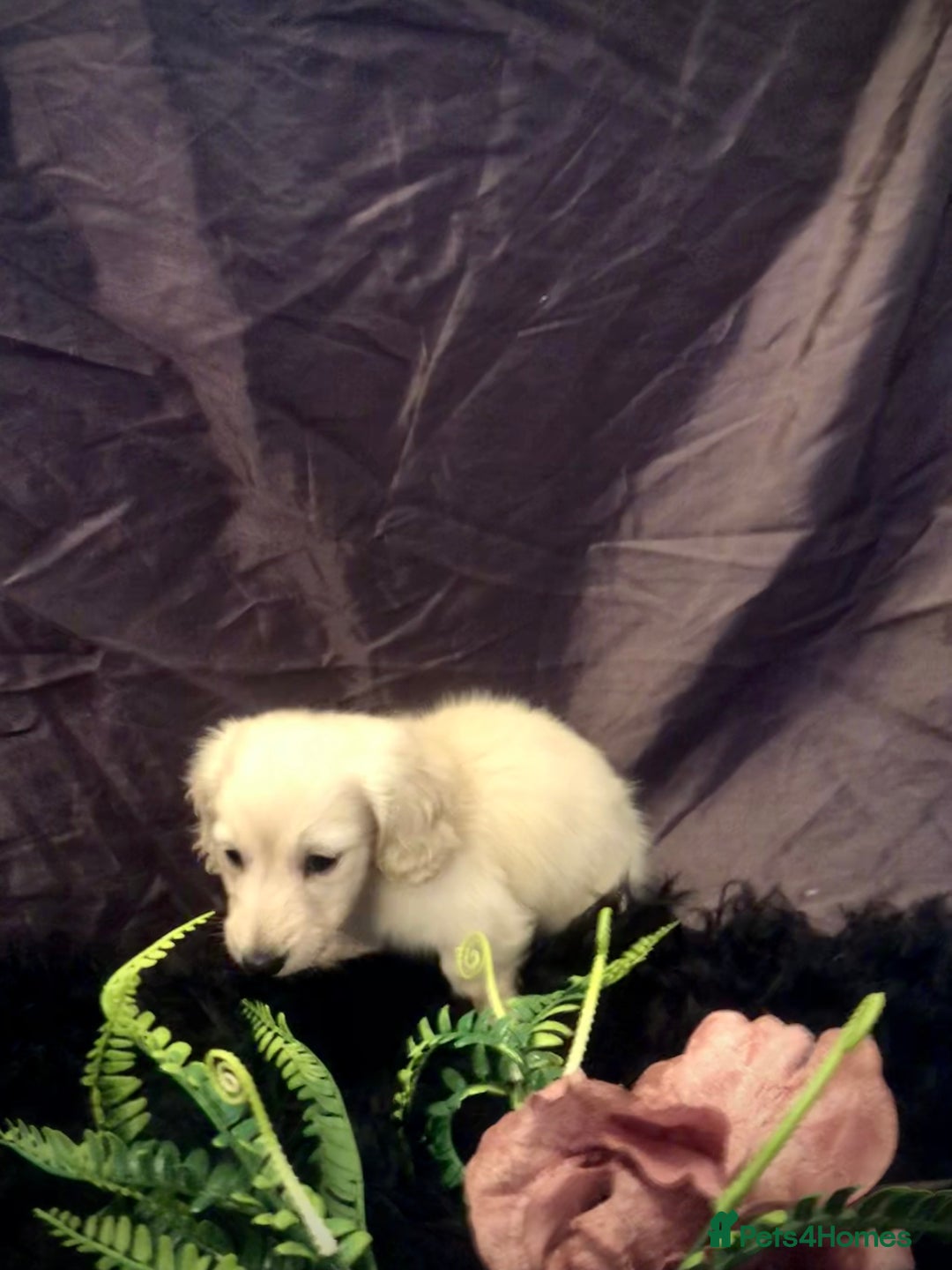 Miniature Dachshund dogs for sale: English Cream miniature dachshund  - Advert 35