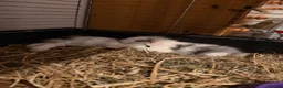 Lionhead rabbits for sale: Lionhead lops in Nuneaton - Advert 1