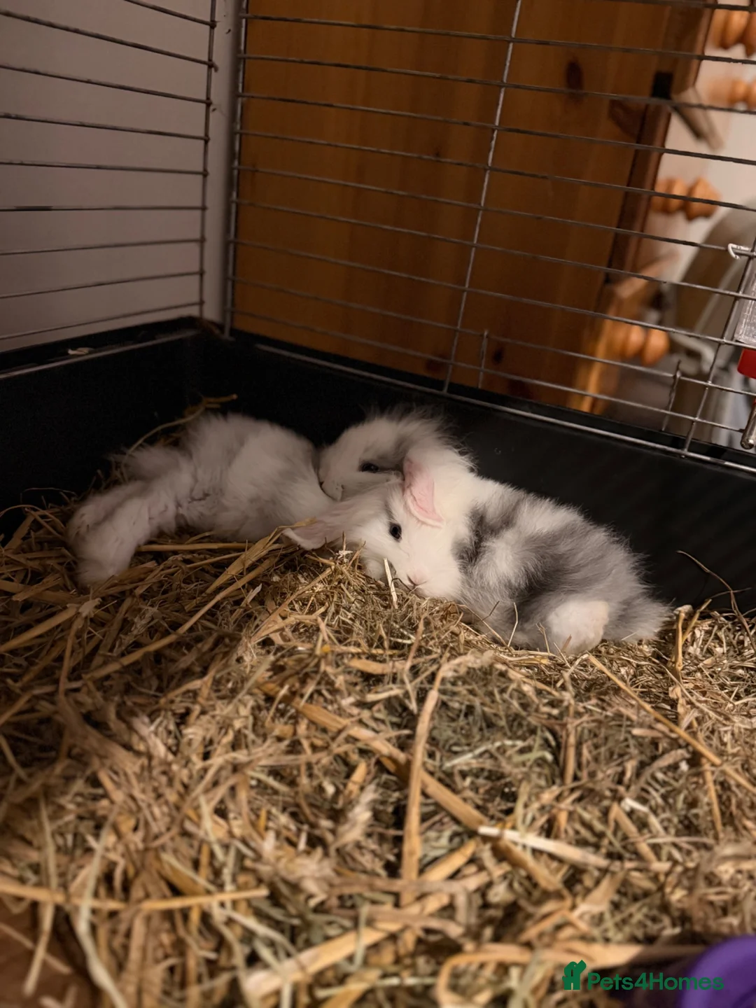 Lionhead rabbits for sale: Lionhead lops in Nuneaton - Advert 1