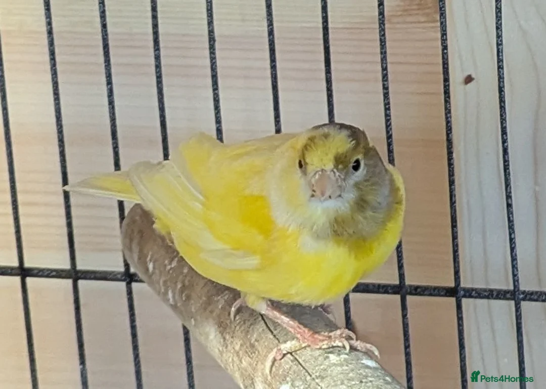 Canaries birds for sale: 3 canaries with large cage. - Advert 3