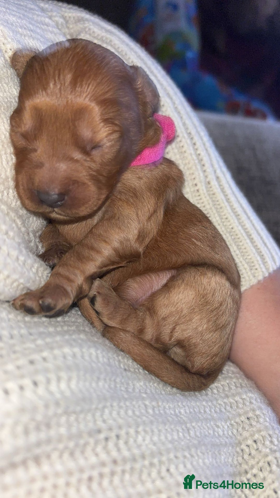 Cavapoo dogs for sale: F1B Red Toy Cavapoos- Health Tested  ************  - Advert 24