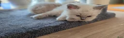 Ragdoll cats for sale: Gorgeous Ragdoll ready to leave 11 July - Advert 20